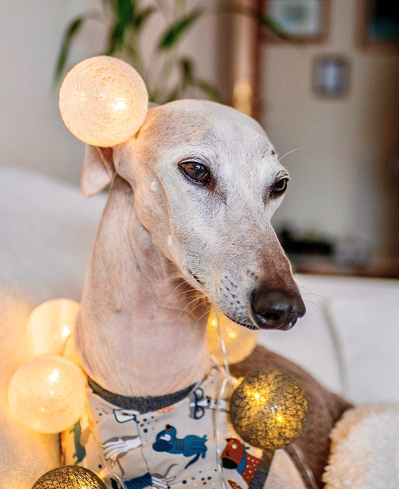 A greyhound with lights wrapped around it