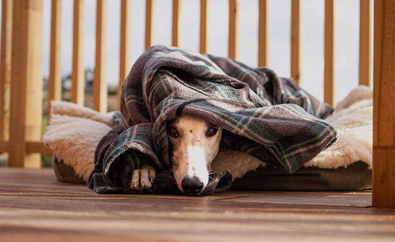 A greyhound under a blanket